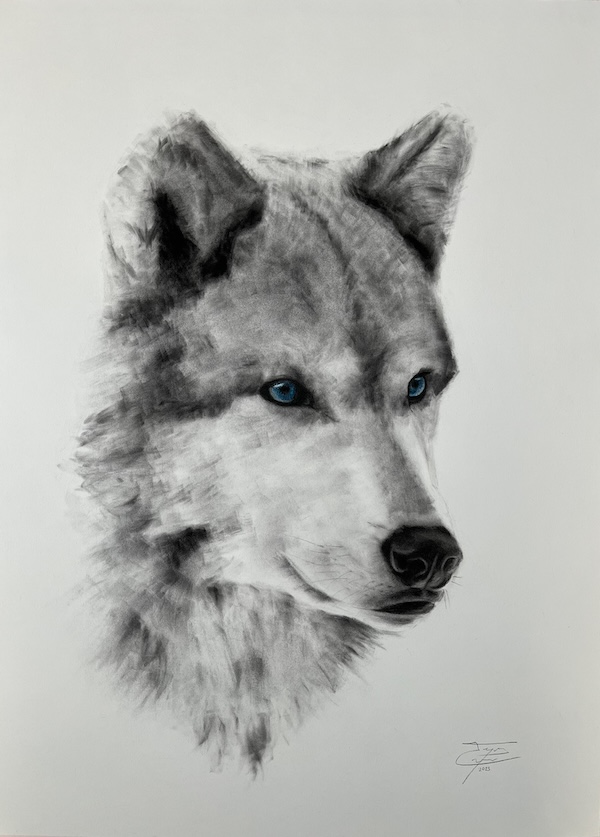 Example of commissioned charcoal artwork - Wolf portrait by Enrique Cordero